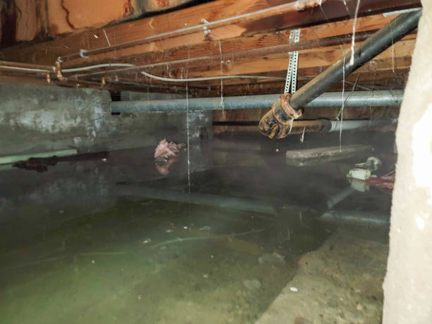 Best Water damage cleanup near me  in Sierra Vista Southeast, AZ